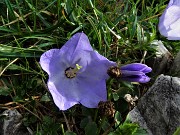 17 Campanula dell'arciduca (Campanula raineri)